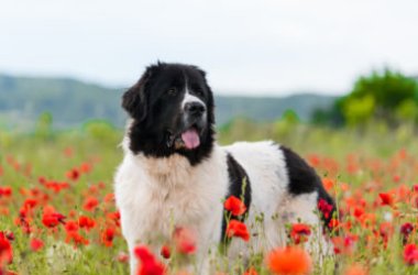 Landseer: ritratto di un cane grande e buono, perfetto per i bambini