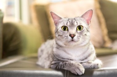 Il gatto Mau egiziano: un gatto perfetto per la vita in famiglia