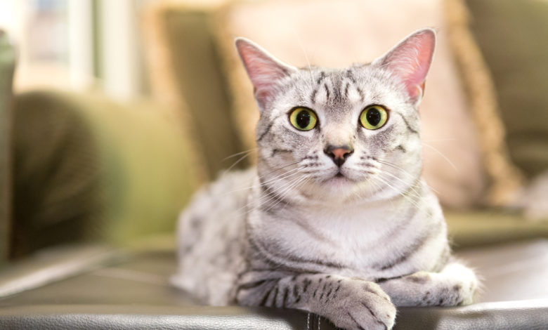 gatto mau egiziano