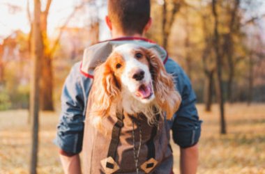 Zaino per cani: come scegliere il modello più sicuro e confortevole