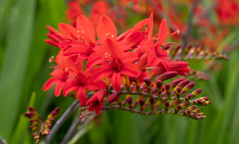 Crocosmia