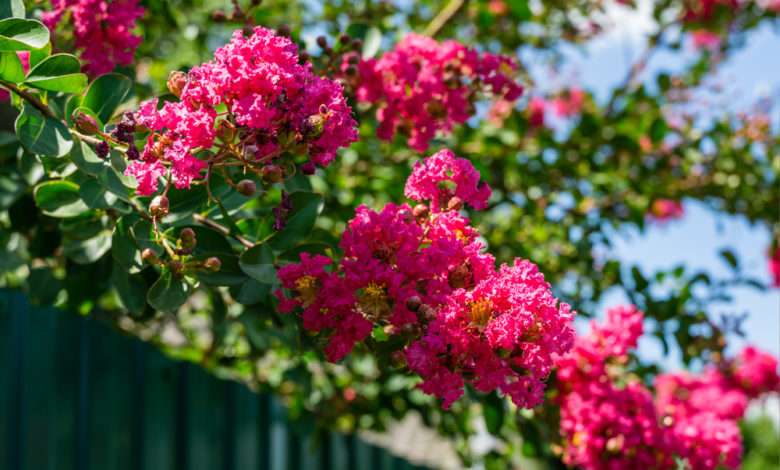 Lagerstroemia