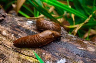 Limacce: le peggiori nemiche dell’orto