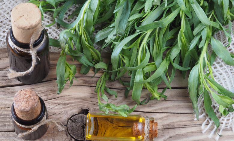 olio essenziale di dragoncello