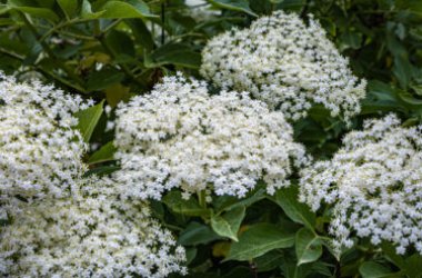 I molteplici utilizzi dei fiori di sambuco, dalla fitoterapia alla cucina