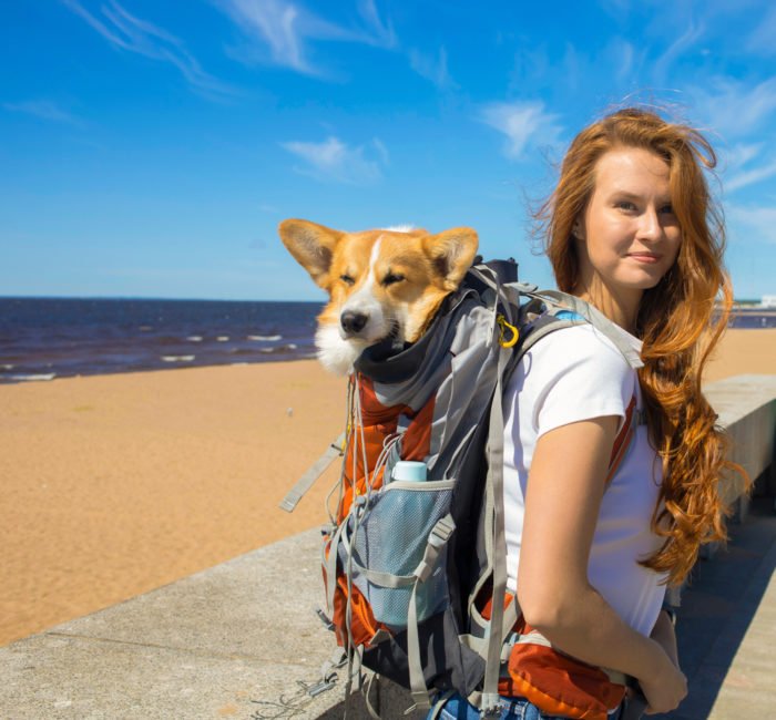 Zaino Per Cani In Peluche Morbido A Forma Di Animale - Borsa Scuola Viaggio Con Tracolla Regolabile Per Donne E Ragazze