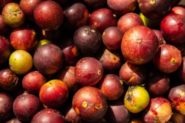 Alla scoperta del camu camu, un frutto esotico che è un’esplosione di vitamina C
