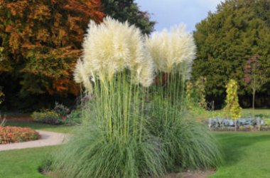 Cortaderia selloana : une plante unique pour ses fleurs en forme de panache