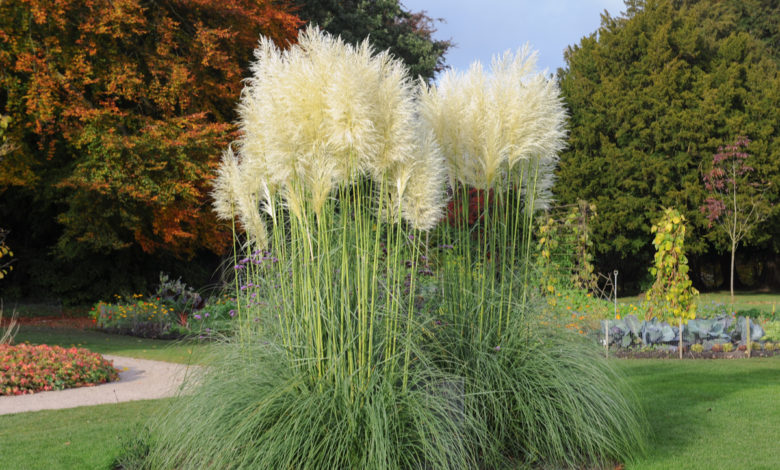 cortaderia selloana