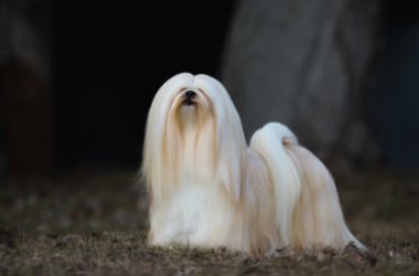 Lhasa Apso, tutti i segreti del cane proveniente dal Tibet