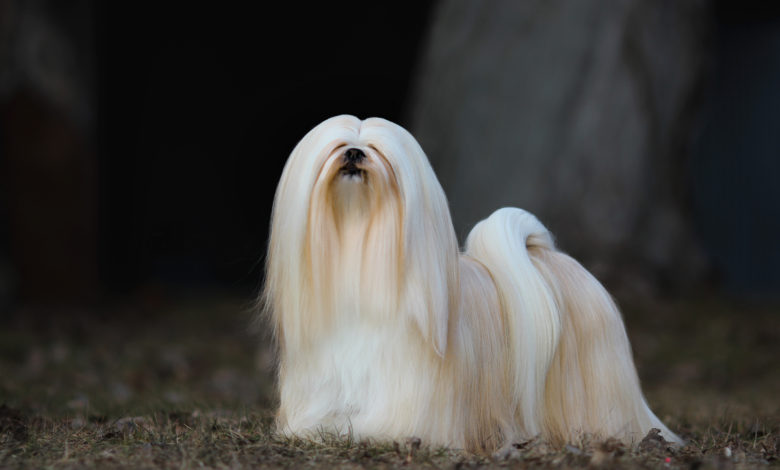 Lhasa Apso