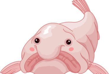 Pesce blob, una creatura dei fondali davvero curiosa