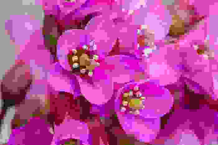bergenia