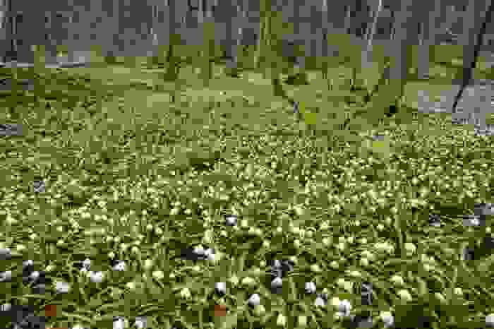 Leucojum vernum
