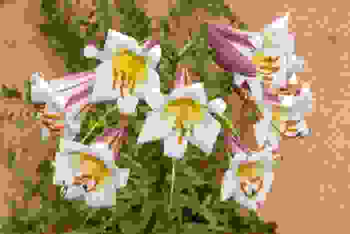 Lilium Black Dragon