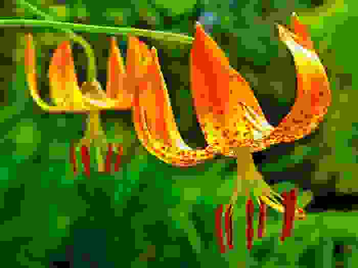 lilium tigrinum