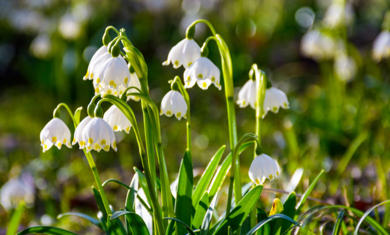 Leucojum vernum