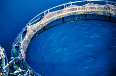 Acquacoltura: tutto sul sistema per allevare i pesci senza catturarli