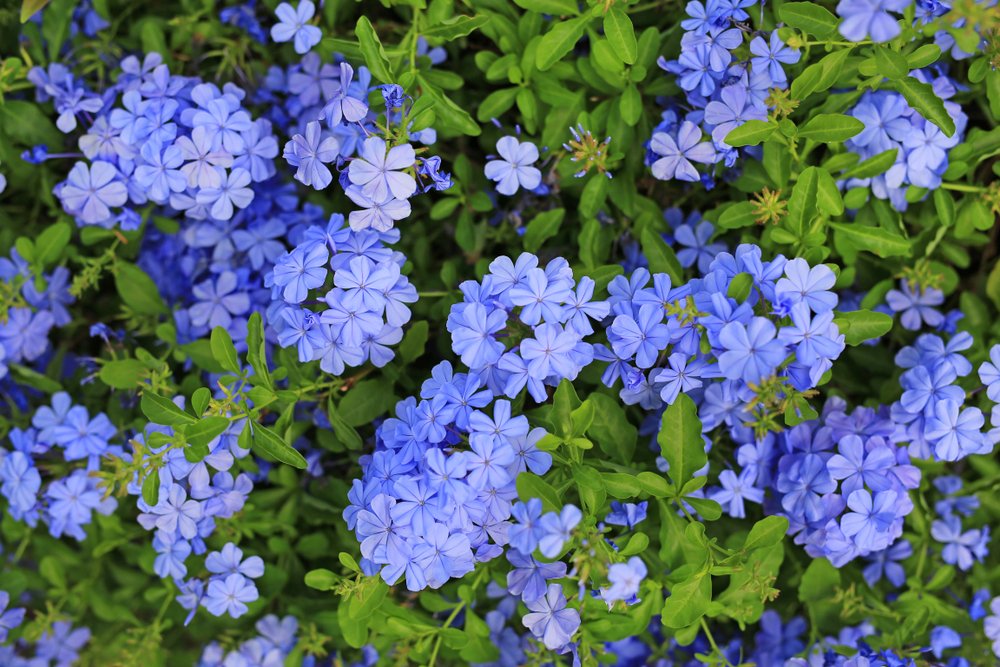 fiori blu