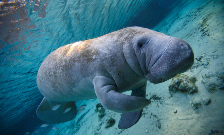 animali marini a rischio di estinzione: il lamantino