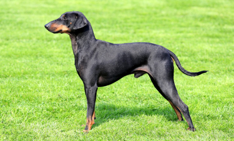 Manchester Terrier