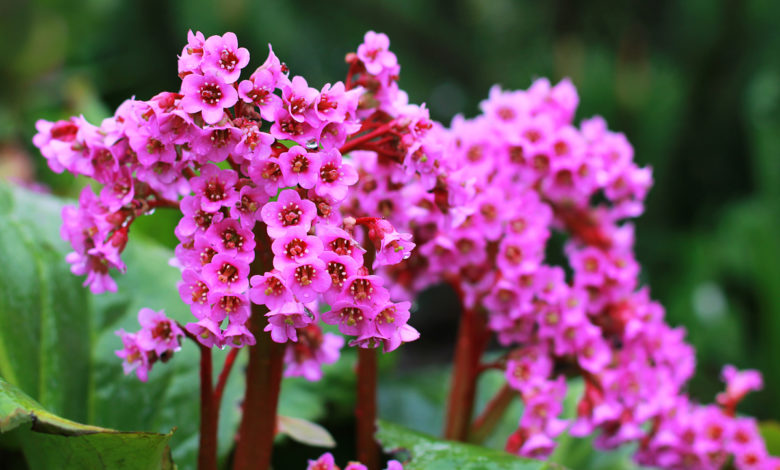 bergenia