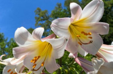 Lilium, la pianta decorativa più richiesta per la sua bellezza e la sua eleganza