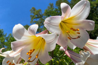 Lilium, la pianta decorativa più richiesta per la sua bellezza e la sua eleganza