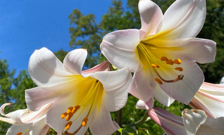 lilium regale