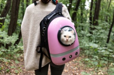 I migliori modelli di zaino per gatti: la guida per sceglierlo al meglio