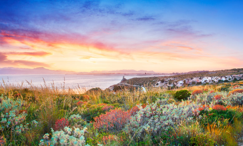 Macchia mediterranea