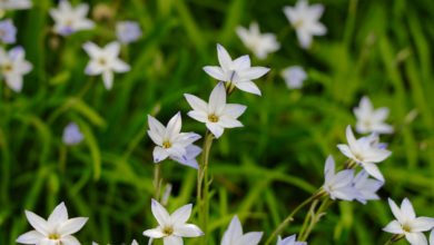 ipheion