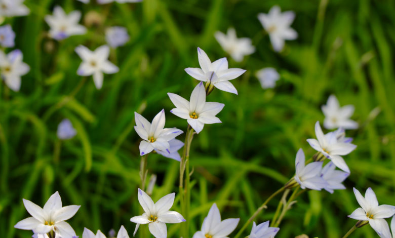 ipheion