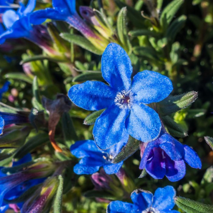 fiori blu