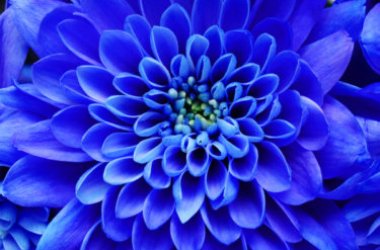 Fiori blu: le varietà da conoscere assolutamente