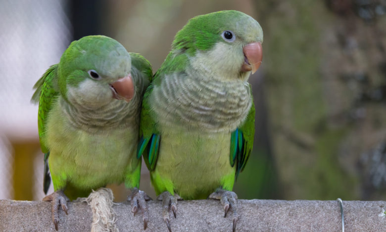 Myiopsitta monachus monachus o parrocchetto monaco