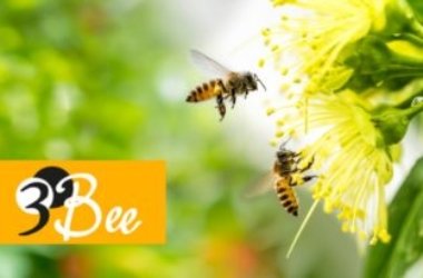 Regala un alveare 3Bee per proteggere le api e aiutare gli apicoltori