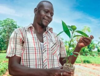 Con Treedom regali un albero vero (e condividi la sua storia digitale)