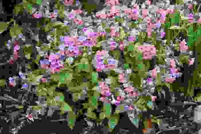 polmonaria