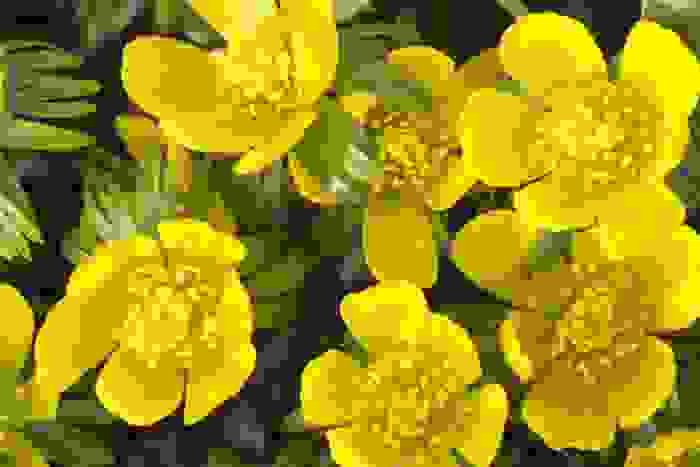 Eranthis hyemalis