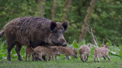 cinghiale