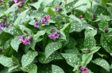 Lungwort, une plante médicinale également connue pour ses fleurs aux couleurs changeantes