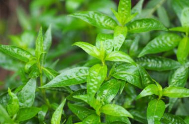 Andrographis paniculata, una pianta che rinforza il sistema immunitario
