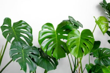 Tutto sulla Monstera deliciosa, la pianta d’appartamento dalle foglie “mostruose”