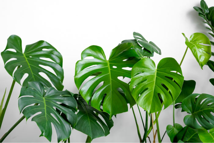 Monstera deliciosa