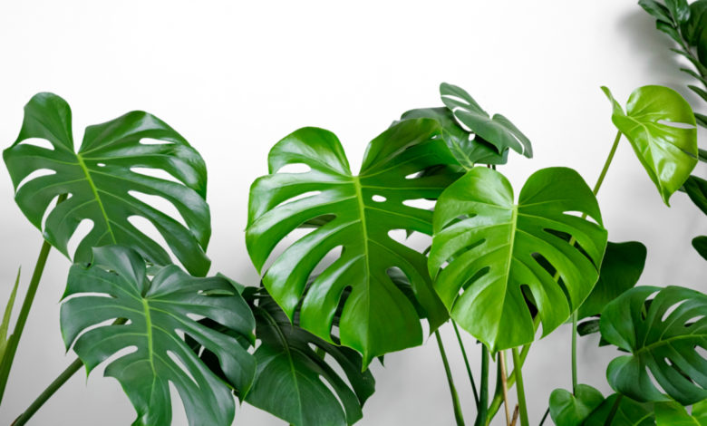 Monstera deliciosa