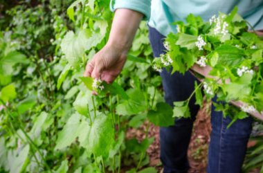Tutto sul foraging, l’eco-trend che affonda le sue radici nella preistoria