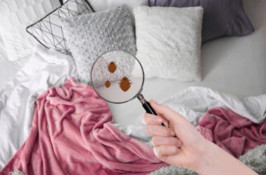 Punture cimici da letto: sono innocue ma indicano una grave infestazione