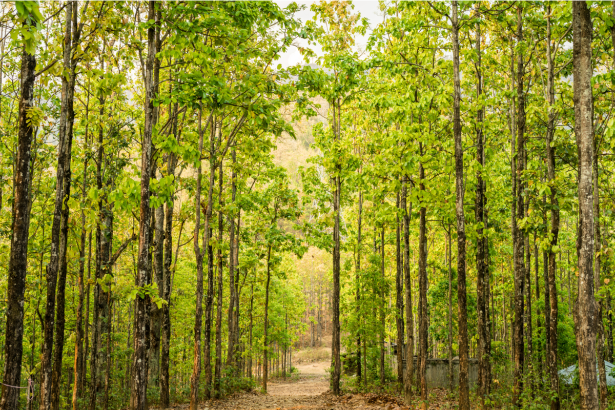 L'albero di sal o Shorea robusta, un albero sacro per induisti e buddisti