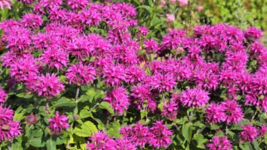 Monarda didyma